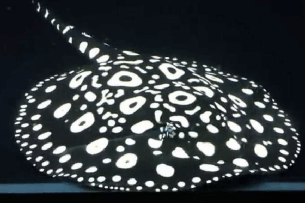 Aquashella Stingray Contest Entry – Aquashella